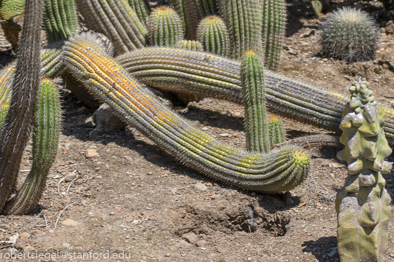 arizona garden